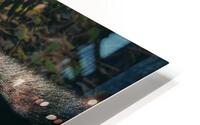 Puppy Eyes  HD Metal print
