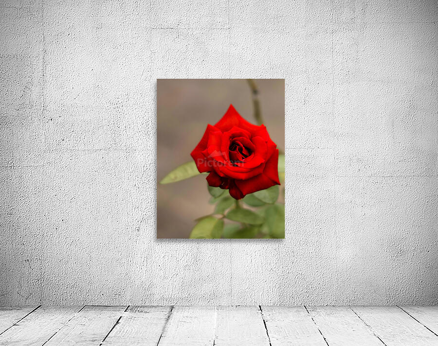 A Single Rose Wall Preview