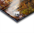 Sun going down in forest Acrylic print