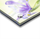 Iris on bright blurry background Acrylic print