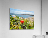 Beach rose hips Acrylic Print