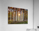 Sun going down in forest Acrylic Print
