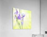 Iris on bright blurry background Acrylic Print