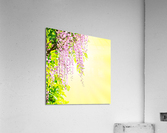 Wisteria blossoming Acrylic Print