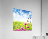 Busy bee Acrylic Print