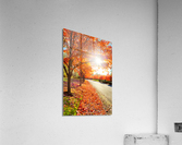 Sun through fall maple leaves Acrylic Print
