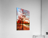 Firey fall colors Acrylic Print