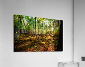 Sunlit patch in the woods Acrylic Print