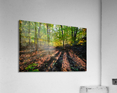 Path winds through the sunlit forest Acrylic Print