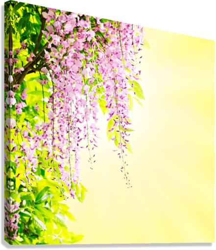 Wisteria blossoming Canvas Print