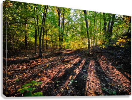 Path winds through the sunlit forest Canvas Print