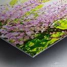 Wisteria blossoming Metal print
