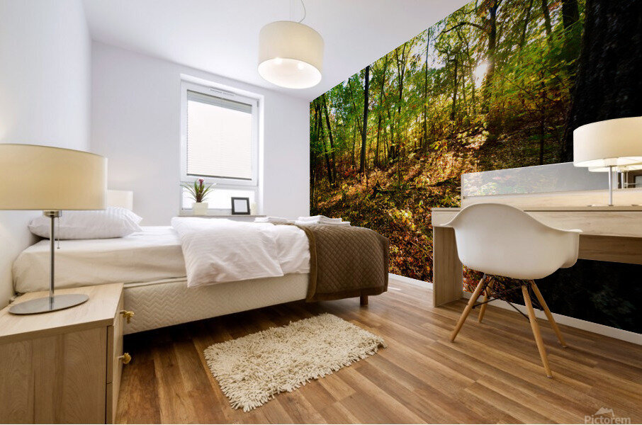 Sunlit patch in the woods Mural print