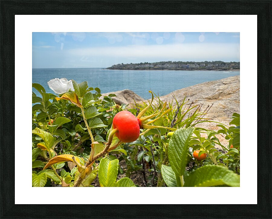 Beach rose hips Picture Frame print