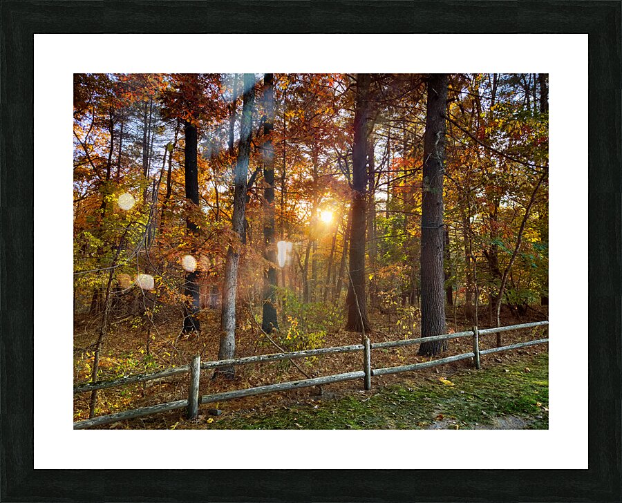 Sun going down in forest Picture Frame print