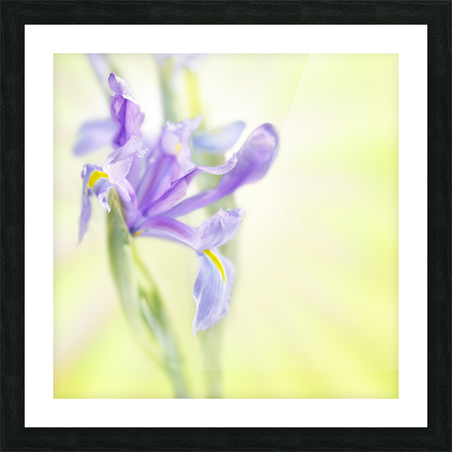 Iris on bright blurry background Picture Frame print