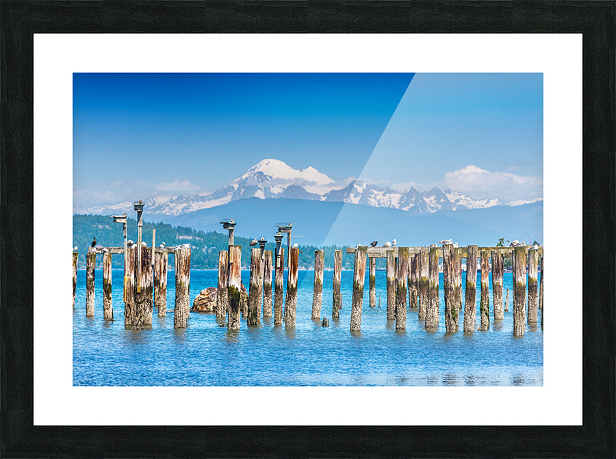 Birdboxes on old pilings Picture Frame print