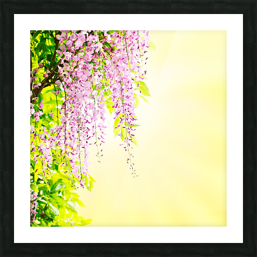 Wisteria blossoming Picture Frame print