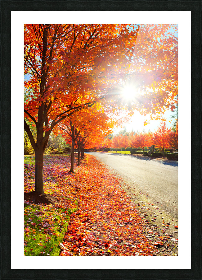 Sun through fall maple leaves Picture Frame print