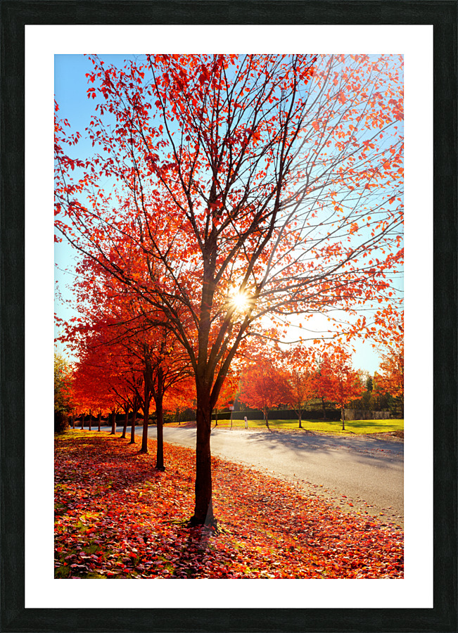 Firey fall colors Picture Frame print