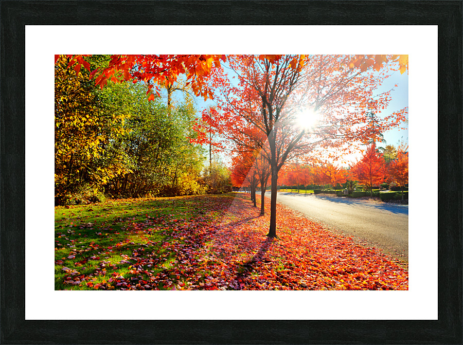 Firey fall colors Picture Frame print
