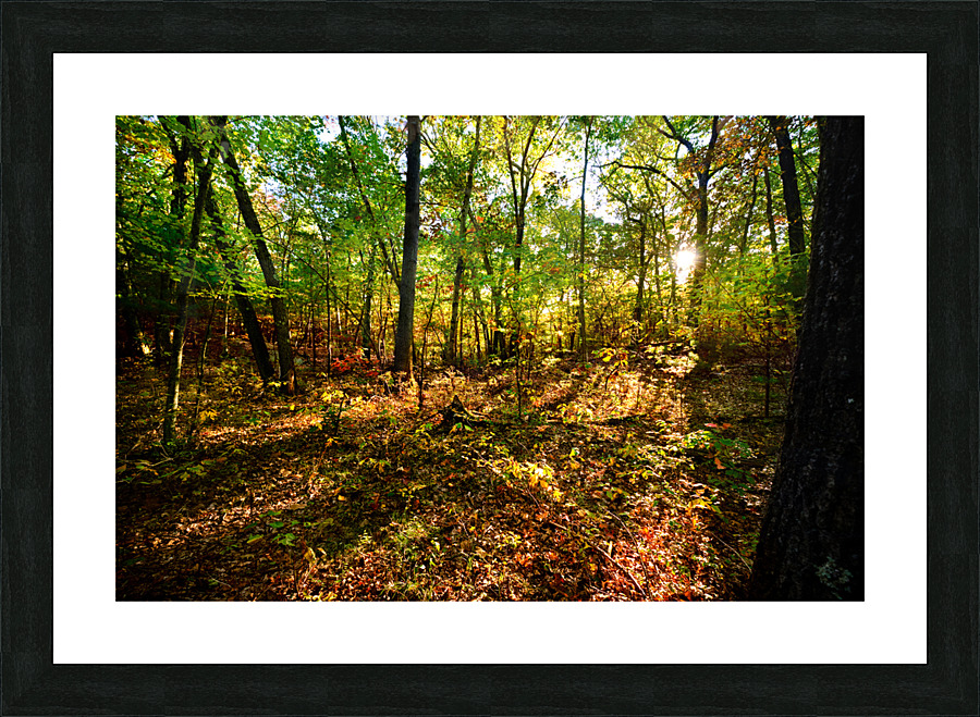 Sunlit patch in the woods Picture Frame print