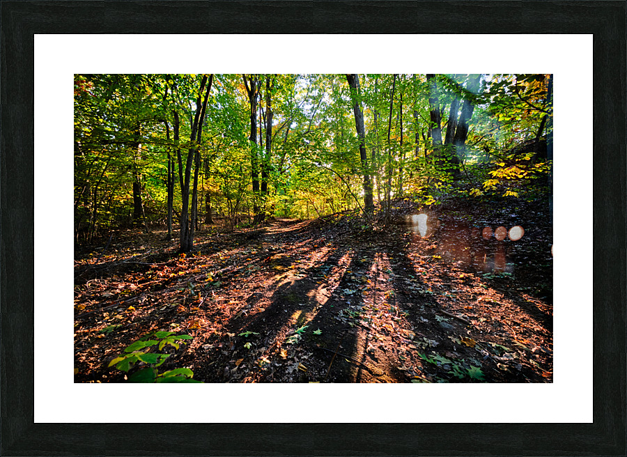 Path winds through the sunlit forest Picture Frame print