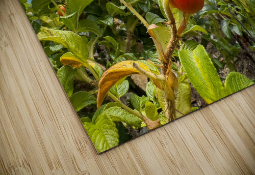 Beach rose hips Jo Ann Snover puzzle