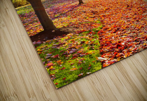 Sun through fall maple leaves Jo Ann Snover puzzle