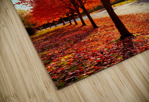 Firey fall colors Jo Ann Snover puzzle