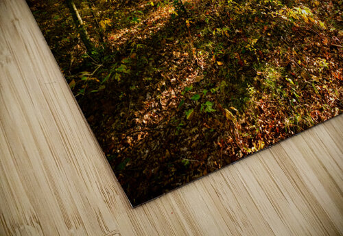 Sunlit patch in the woods Jo Ann Snover puzzle