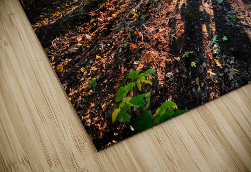 Path winds through the sunlit forest Jo Ann Snover puzzle