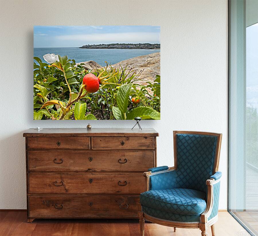 Beach rose hips Reproduction