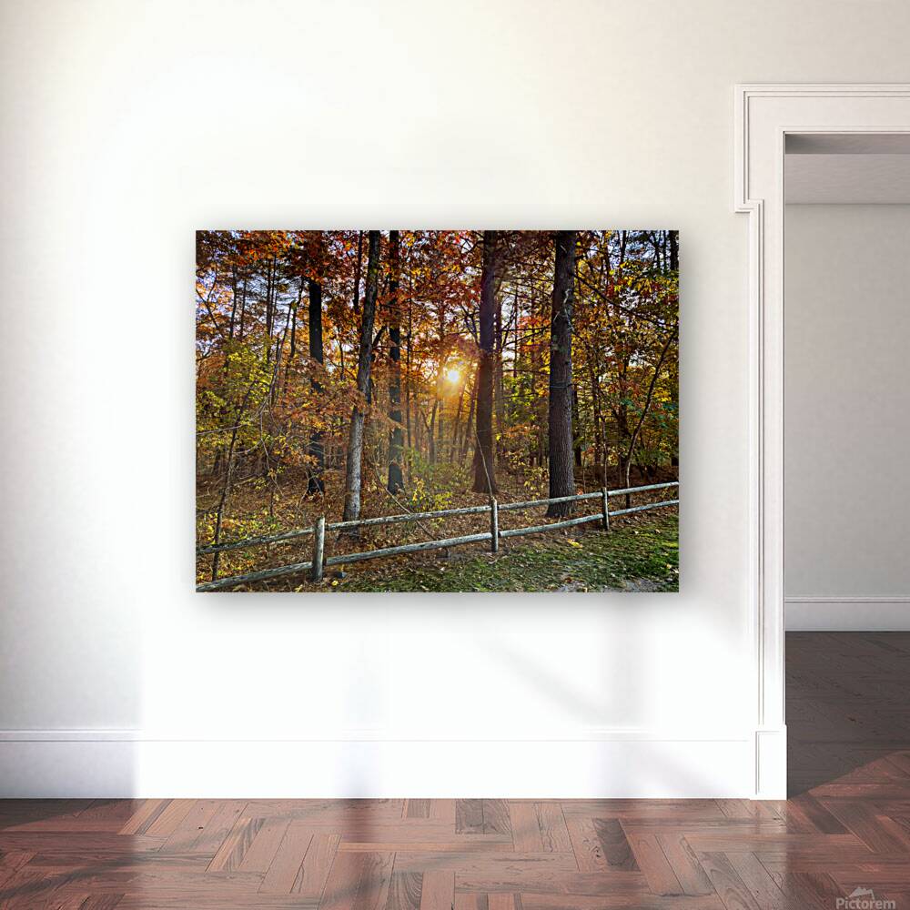 Sun going down in forest Reproduction