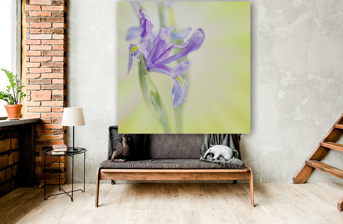 Iris on bright blurry background Reproduction