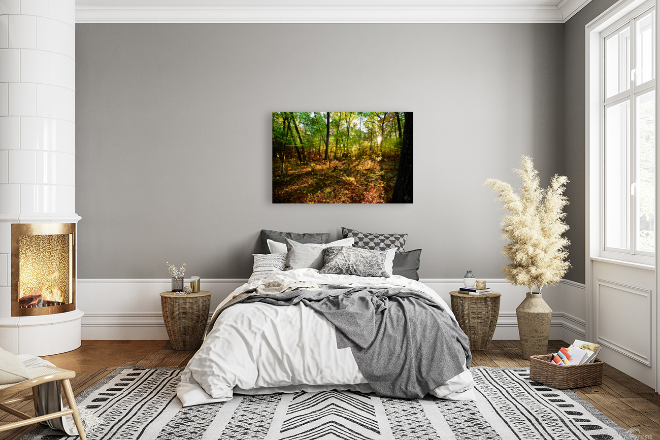 Sunlit patch in the woods Reproduction