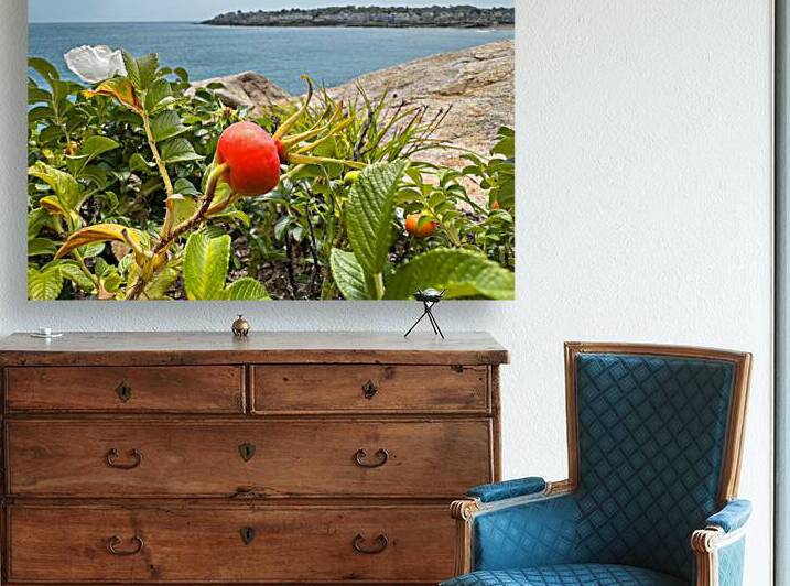 Beach rose hips by Jo Ann Snover