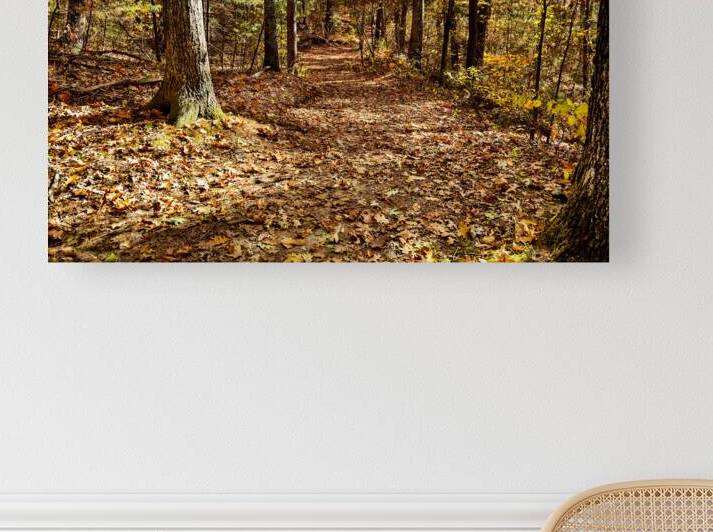 Winding trail through the forest by Jo Ann Snover