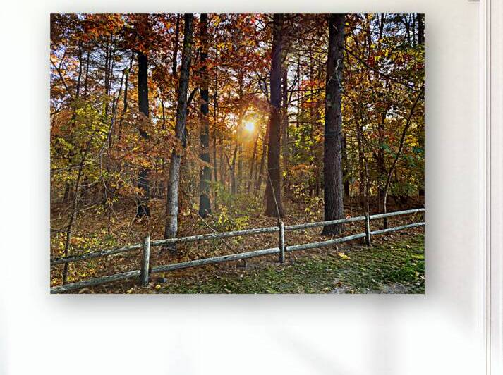Sun going down in forest by Jo Ann Snover