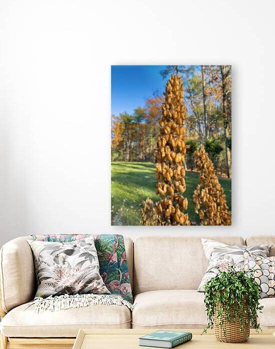 Black cohosh seed pods by Jo Ann Snover
