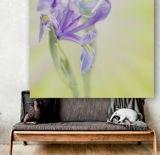 Iris on bright blurry background Reproduction