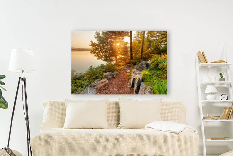 Morning sun through trees by Jo Ann Snover