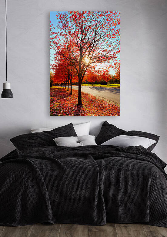 Firey fall colors by Jo Ann Snover