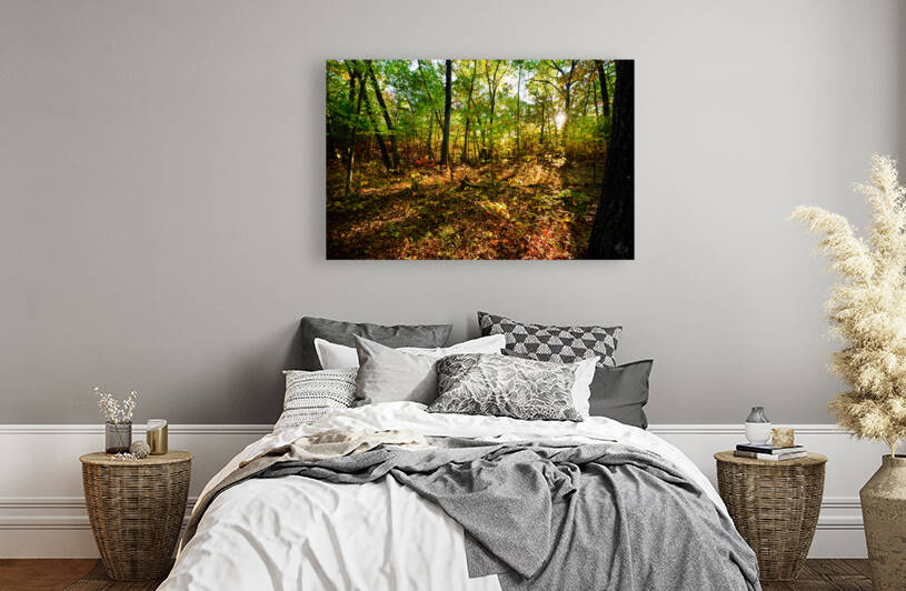 Sunlit patch in the woods by Jo Ann Snover