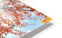 Firey fall colors HD Metal print