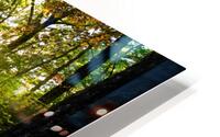 Sunlit patch in the woods HD Metal print
