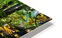 Path winds through the sunlit forest HD Metal print