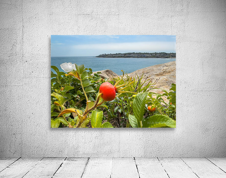 Beach rose hips Wall Preview