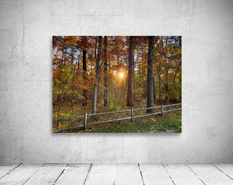 Sun going down in forest Wall Preview