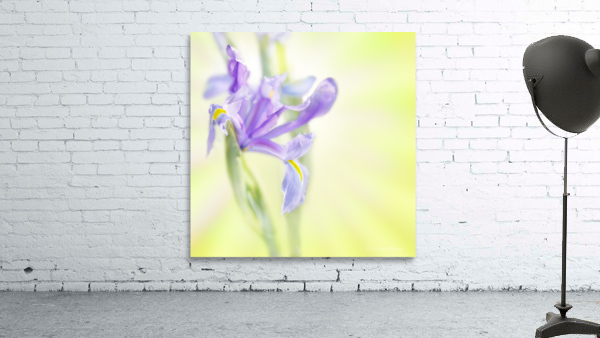 Iris on bright blurry background Wall Preview